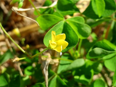 Aufrechter Sauerklee (Oxalis stricta) in der "Au" bei Hockenheim