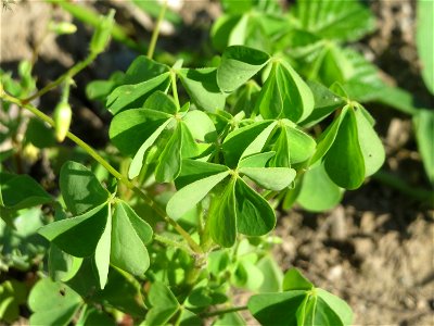 Aufrechter Sauerklee (Oxalis stricta) in einem aufgelassenem Schrebergarten in Hockenheim. Nachdem die Schrebergärten am Kraichbach im Februar/März 2016 einplaniert wurden, hat sich zunächst wieder ei