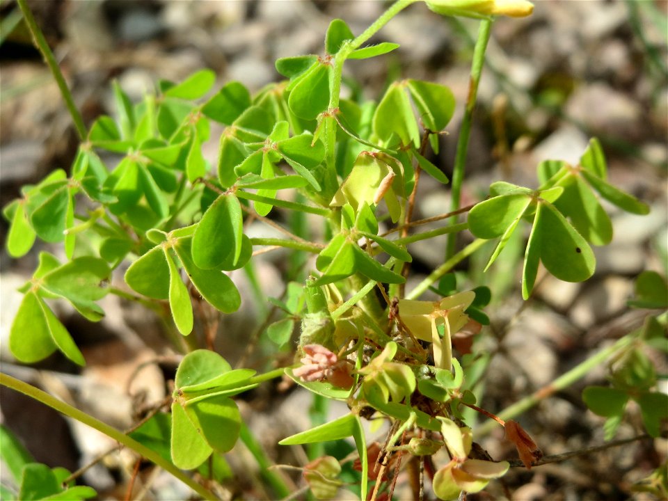 Aufrechter Sauerklee (Oxalis stricta) in der Schwetzinger Hardt