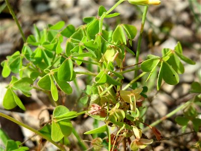 Aufrechter Sauerklee (Oxalis stricta) in der Schwetzinger Hardt