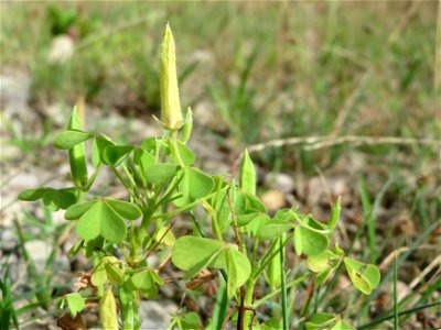 Aufrechter Sauerklee (Oxalis stricta) im Schwetzinger Hardt
