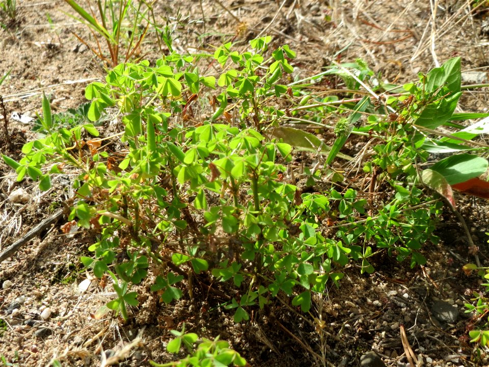 Aufrechter Sauerklee (Oxalis stricta) im Schwetzinger Hardt - auf offener Sandfläche bildet er regelrechte kleine "Wäldchen"
