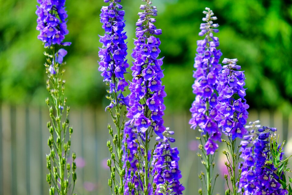Plant purple garden