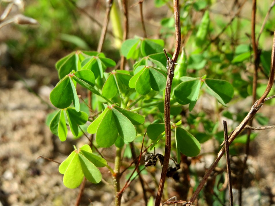 Aufrechter Sauerklee (Oxalis stricta) im Schwetzinger Hardt - auf offener Sandfläche bildet er regelrechte kleine "Wäldchen"