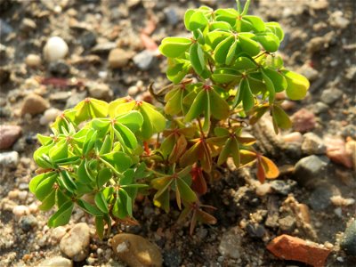 Aufrechter Sauerklee (Oxalis stricta) auf einer Ruderalfläche am Messplatz Hockenheim - nachdem die Fläche vor einigen Wochen einplaniert wurde wachsen hier viele Pflanzen in Kleinformat