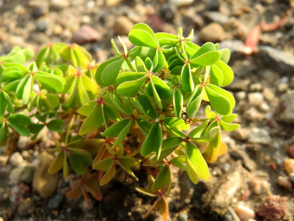 Aufrechter Sauerklee (Oxalis stricta) auf einer Ruderalfläche am Messplatz Hockenheim - nachdem die Fläche vor einigen Wochen einplaniert wurde wachsen hier viele Pflanzen in Kleinformat