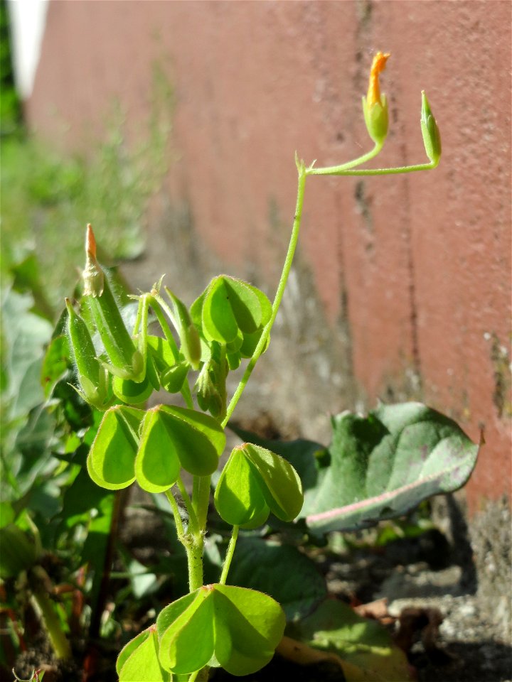 Dillenius-Sauerklee (Oxalis dillenii) in Hockenheim