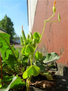 Dillenius-Sauerklee (Oxalis dillenii) in Hockenheim