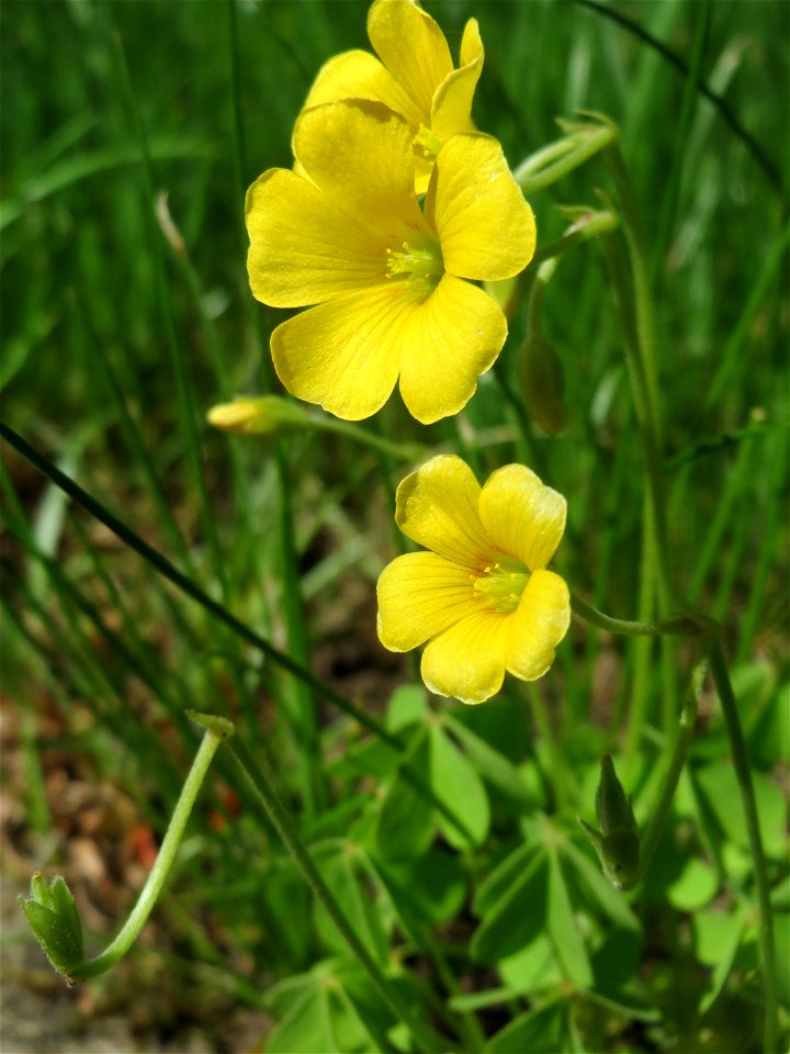 Aufrechter Sauerklee (Oxalis stricta) am Friedhof St. Johann in Saarbrücken