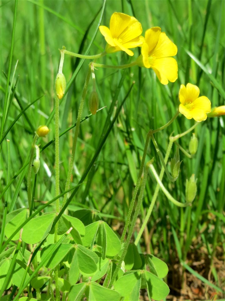Aufrechter Sauerklee (Oxalis stricta) am Friedhof St. Johann in Saarbrücken