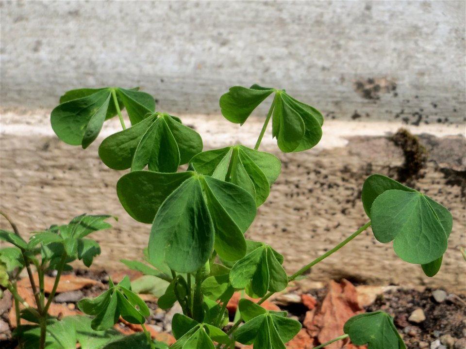 Aufrechter Sauerklee (Oxalis stricta) in Saarbrücken