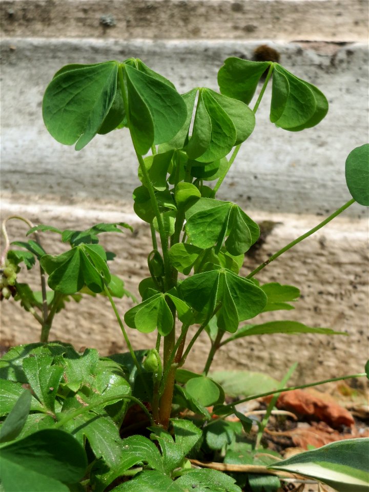 Aufrechter Sauerklee (Oxalis stricta) in Saarbrücken