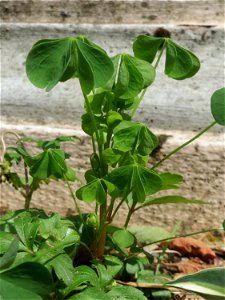 Aufrechter Sauerklee (Oxalis stricta) in Saarbrücken