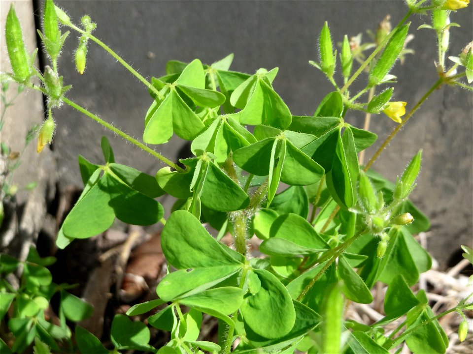 Ritzenbotanik: Aufrechter Sauerklee (Oxalis stricta) in Hockenheim
