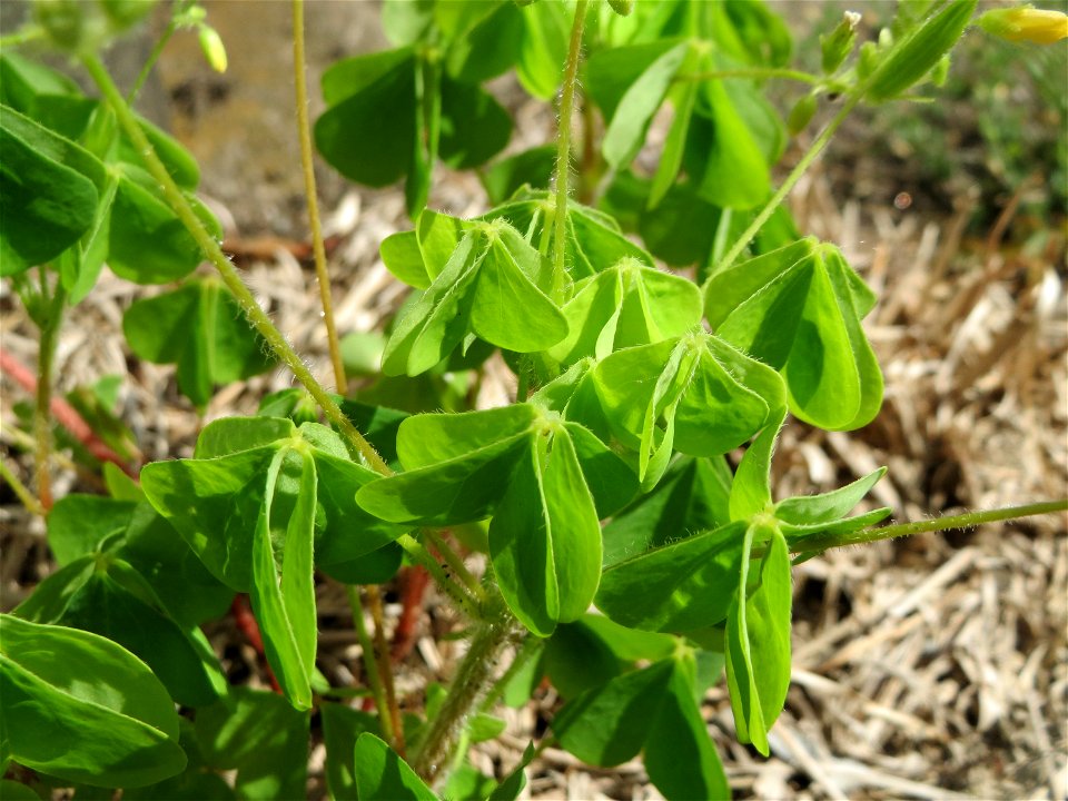 Ritzenbotanik: Aufrechter Sauerklee (Oxalis stricta) in Hockenheim