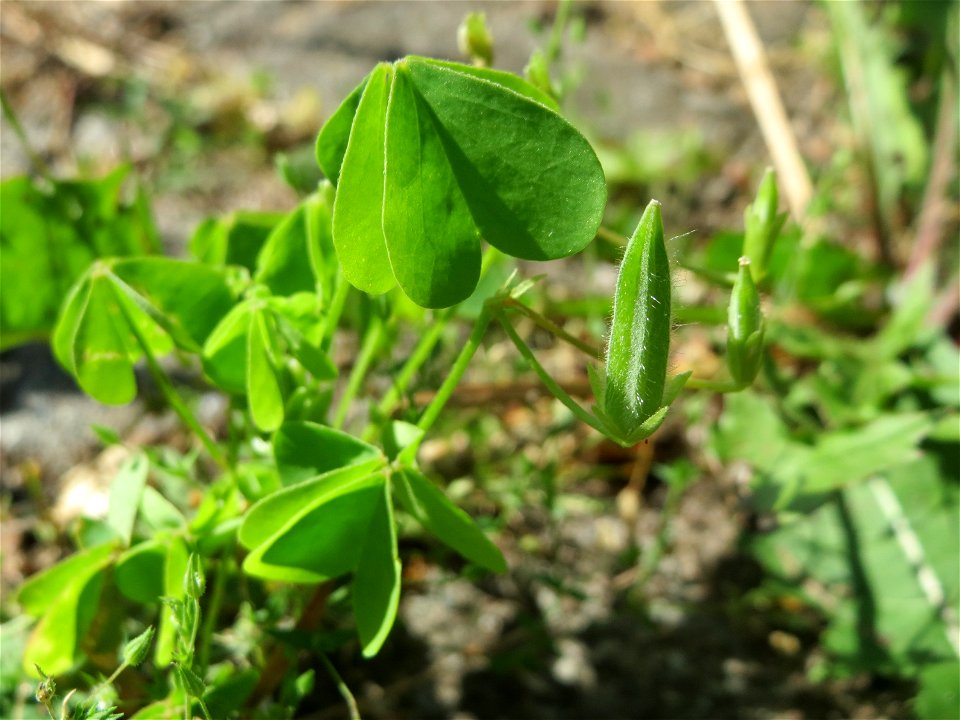 Ritzenbotanik: Aufrechter Sauerklee (Oxalis stricta) in Hockenheim