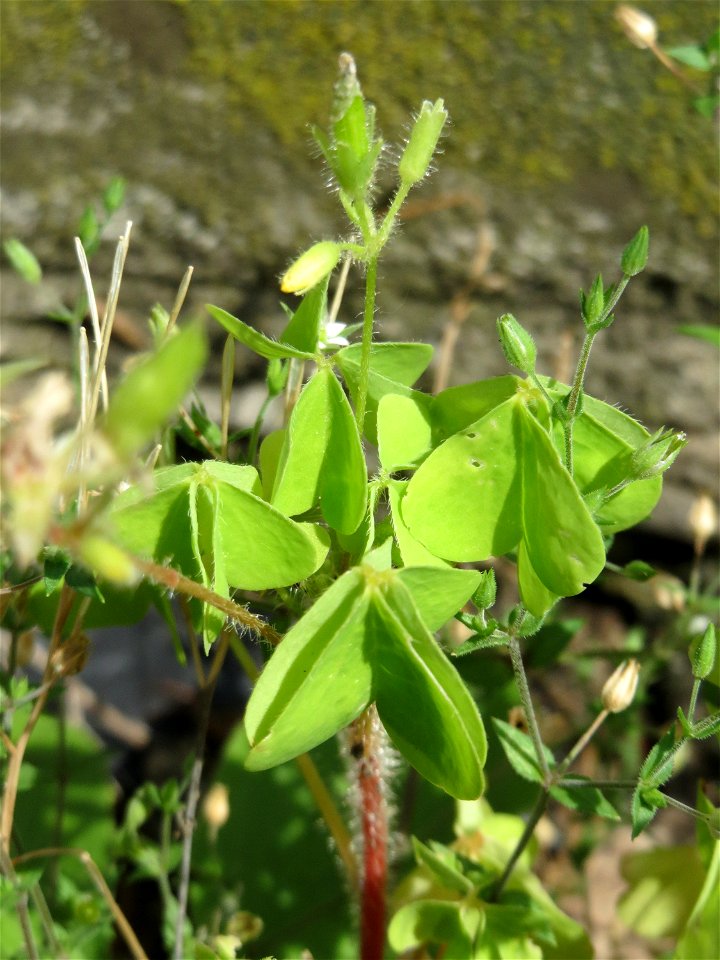 Ritzenbotanik: Aufrechter Sauerklee (Oxalis stricta) in Hockenheim