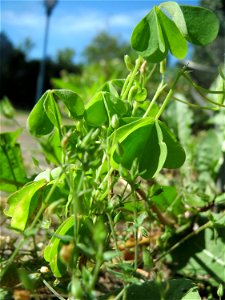 Ritzenbotanik: Aufrechter Sauerklee (Oxalis stricta) in Hockenheim