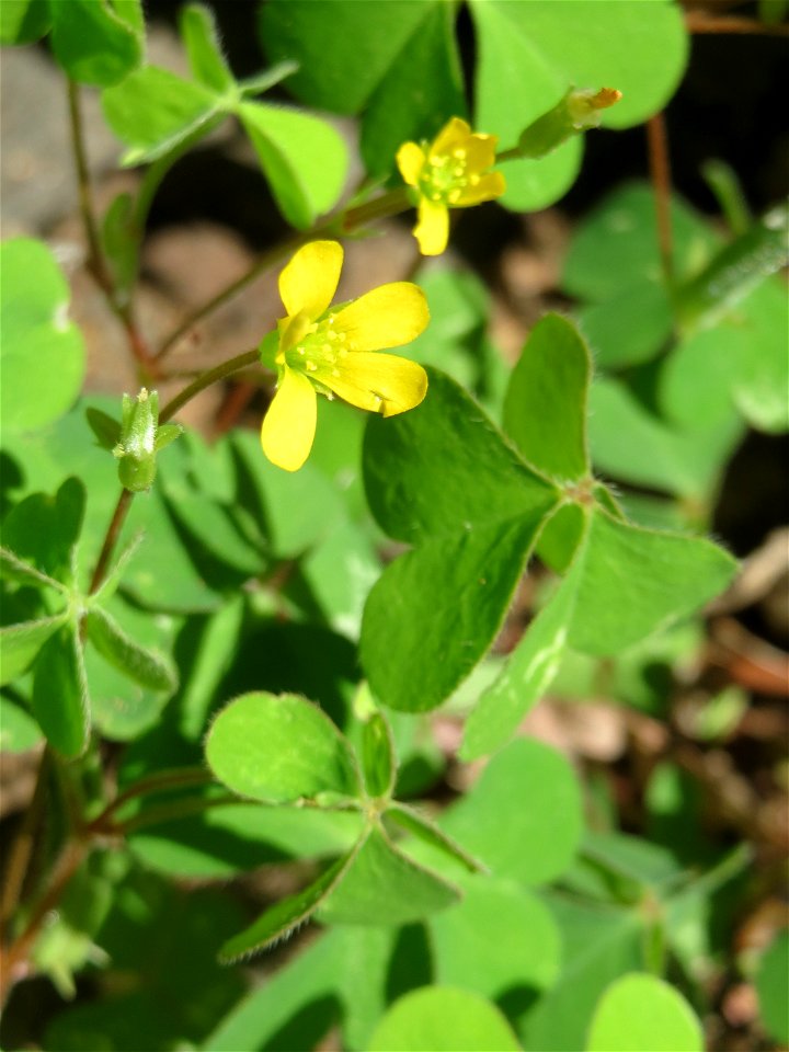 Ritzenbotanik: Aufrechter Sauerklee (Oxalis stricta) in Sankt Arnual
