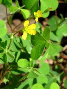 Ritzenbotanik: Aufrechter Sauerklee (Oxalis stricta) in Sankt Arnual