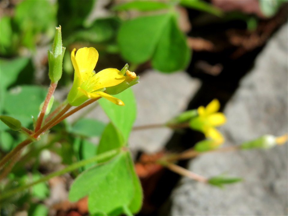Ritzenbotanik: Aufrechter Sauerklee (Oxalis stricta) in Sankt Arnual