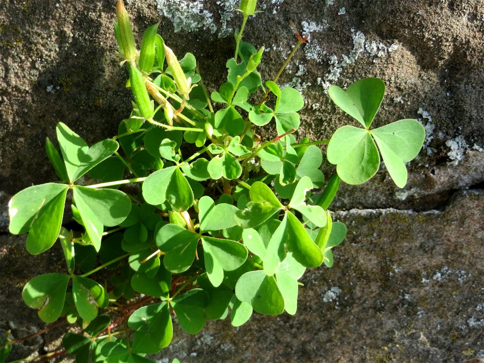 Ritzenbotanik: Aufrechter Sauerklee (Oxalis stricta) an einer Stützmauer an der Saar in Saarbrücken