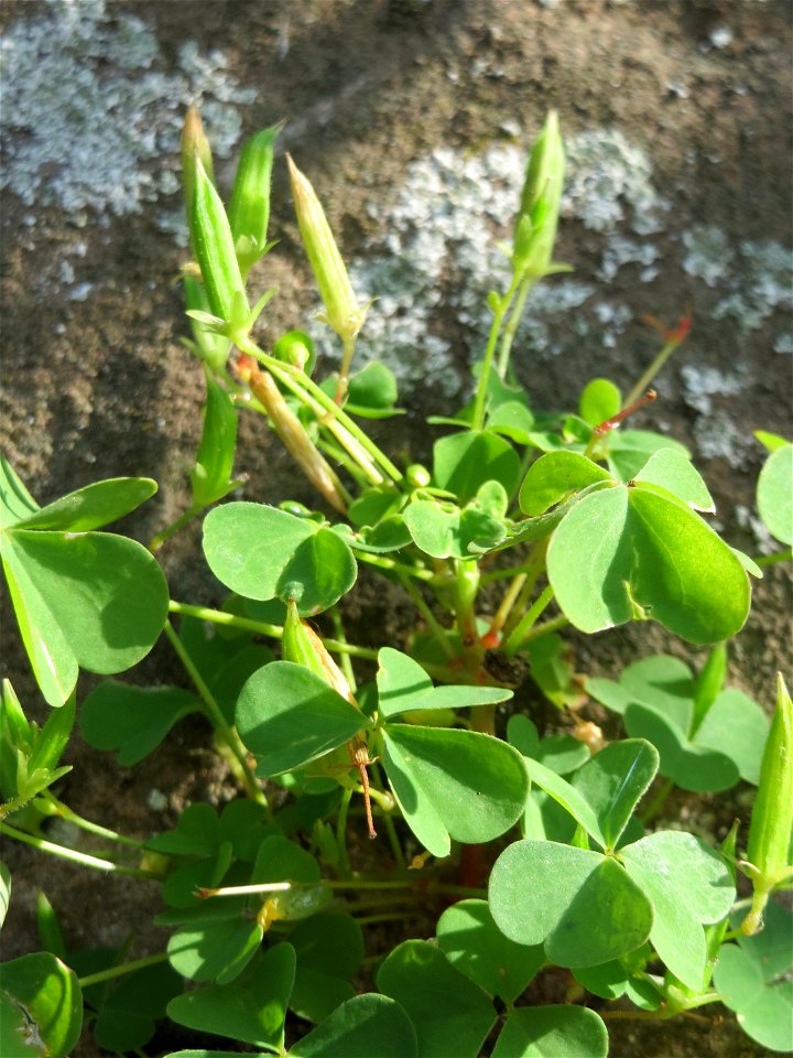 Ritzenbotanik: Aufrechter Sauerklee (Oxalis stricta) an einer Stützmauer an der Saar in Saarbrücken
