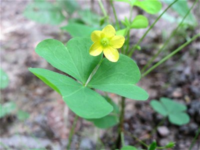 Aufrechter Sauerklee (Oxalis stricta) nahe der Weißen Hohle bei Nußloch