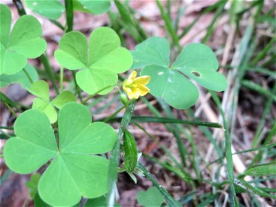 Aufrechter Sauerklee (Oxalis stricta) nahe der Weißen Hohle bei Nußloch