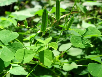 Aufrechter Sauerklee (Oxalis stricta) in der Schwetzinger Hardt