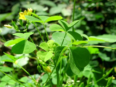 Aufrechter Sauerklee (Oxalis stricta) in der Schwetzinger Hardt