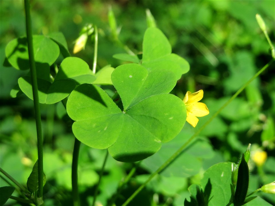 Aufrechter Sauerklee (Oxalis stricta) in der Schwetzinger Hardt - der Sauerklee (Oxalis) hat mit echtem Klee (Trifolium) nichts gemein - außer der Blattform