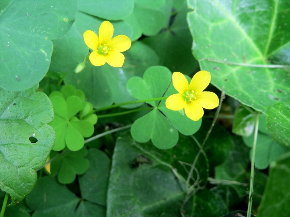 Aufrechter Sauerklee (Oxalis stricta) in Schwetzingen - Ursprung: Ostasien und Nordamerika