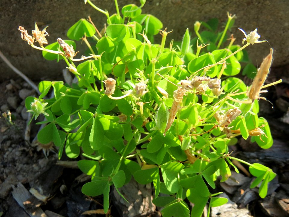 Aufrechter Sauerklee (Oxalis stricta) an einem Parkplatz in Hockenheim