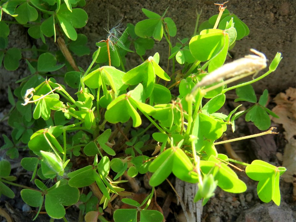 Aufrechter Sauerklee (Oxalis stricta) an einem Parkplatz in Hockenheim