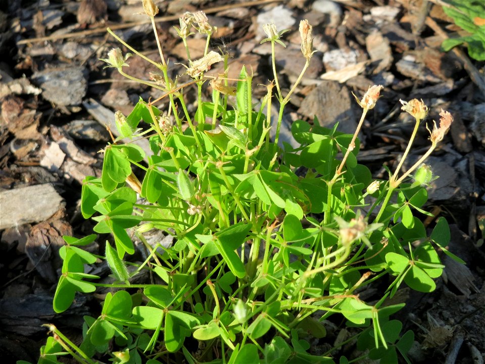 Aufrechter Sauerklee (Oxalis stricta) an einem Parkplatz in Hockenheim