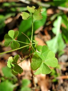 Aufrechter Sauerklee (Oxalis stricta) in der Schwetzinger Hardt - ursprünglich aus Ostasien und Nordamerika