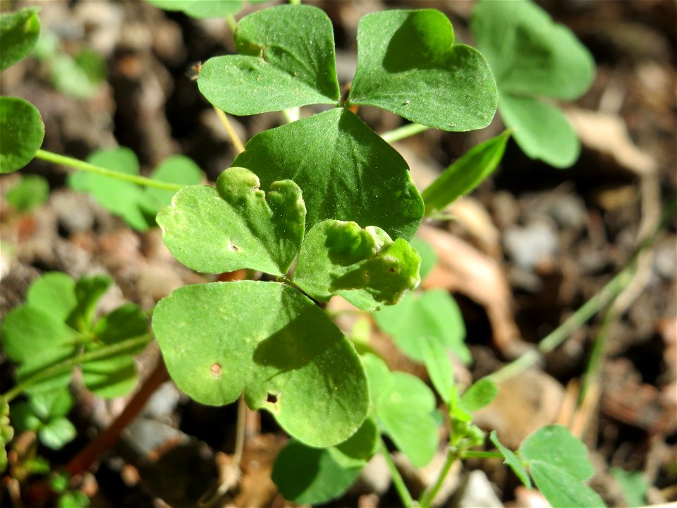 Aufrechter Sauerklee (Oxalis stricta) in der Schwetzinger Hardt - ursprünglich aus Ostasien und Nordamerika