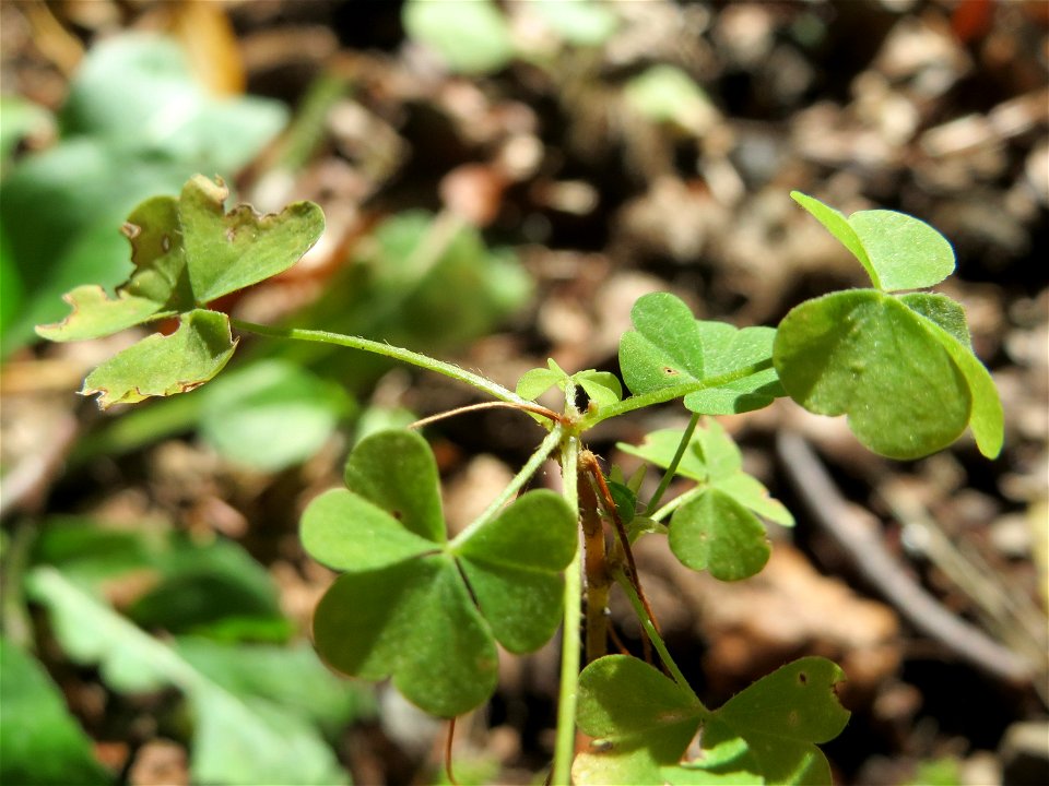 Aufrechter Sauerklee (Oxalis stricta) in der Schwetzinger Hardt - ursprünglich aus Ostasien und Nordamerika