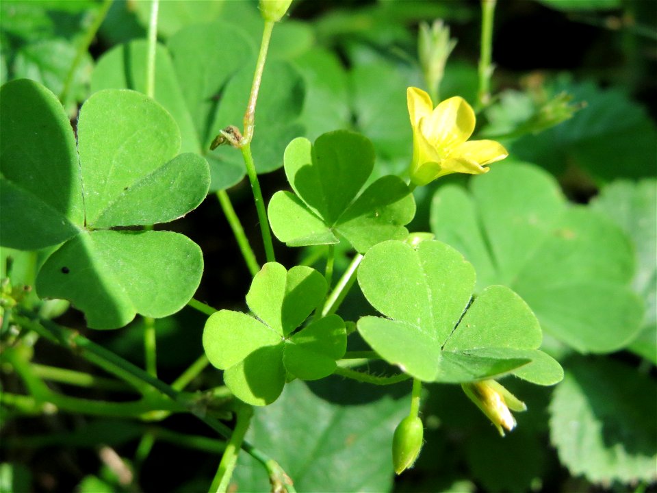 Aufrechter Sauerklee (Oxalis stricta) in der Schwetzinger Hardt - ursprünglich aus Ostasien und Nordamerika