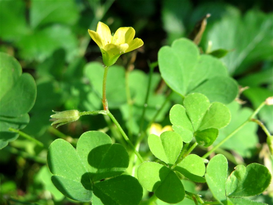 Aufrechter Sauerklee (Oxalis stricta) in der Schwetzinger Hardt - ursprünglich aus Ostasien und Nordamerika