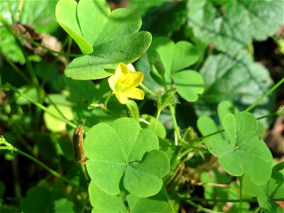 Aufrechter Sauerklee (Oxalis stricta) in der Schwetzinger Hardt - ursprünglich aus Ostasien und Nordamerika, im Wald relativ häufig an sonnigen Standorten