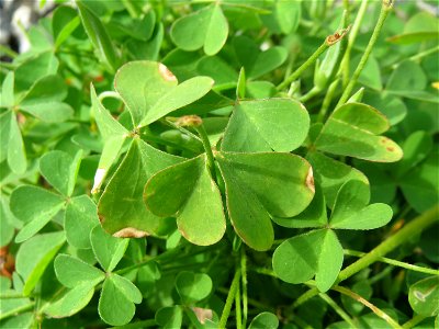 Aufrechter Sauerklee (Oxalis stricta) in Schwetzingen - Ursprung: Ostasien und Nordamerika