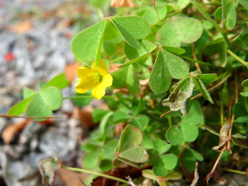 Aufrechter Sauerklee (Oxalis stricta) in Schwetzingen - Ursprung: Ostasien und Nordamerika