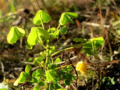 Aufrechter Sauerklee (Oxalis stricta) in der Schwetzinger Hardt - ursprünglich aus Ostasien und Nordamerika