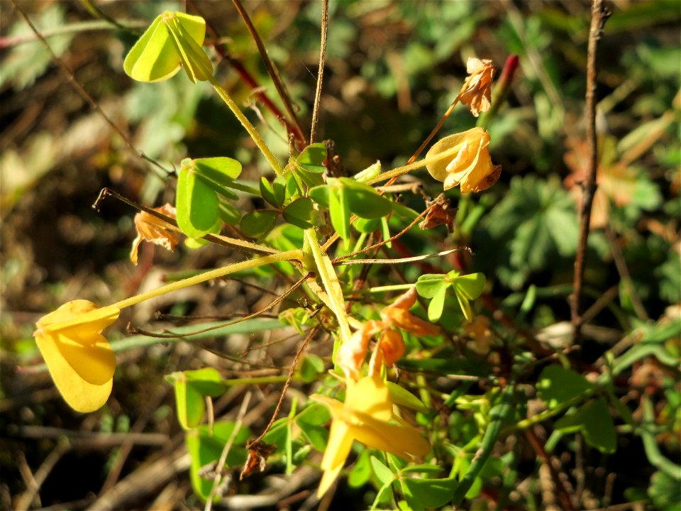 Aufrechter Sauerklee (Oxalis stricta) in der Schwetzinger Hardt - ursprünglich aus Ostasien und Nordamerika
