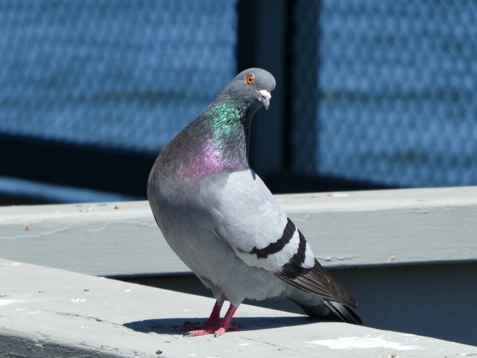 Curious dove wildlife