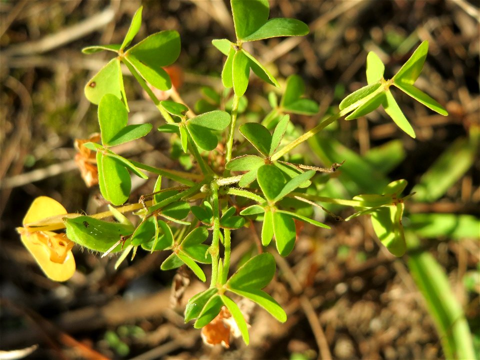 Aufrechter Sauerklee (Oxalis stricta) in der Schwetzinger Hardt - ursprünglich aus Ostasien und Nordamerika