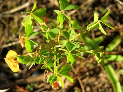 Aufrechter Sauerklee (Oxalis stricta) in der Schwetzinger Hardt - ursprünglich aus Ostasien und Nordamerika