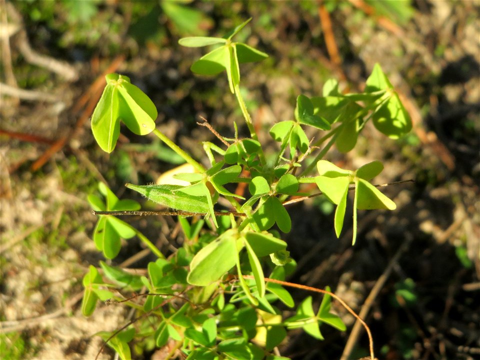 Aufrechter Sauerklee (Oxalis stricta) in der Schwetzinger Hardt - ursprünglich aus Ostasien und Nordamerika
